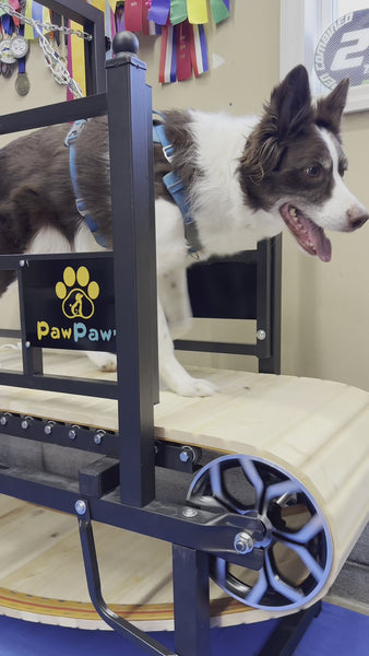 PawPaw's Dog Treadmill for Large Dogs
